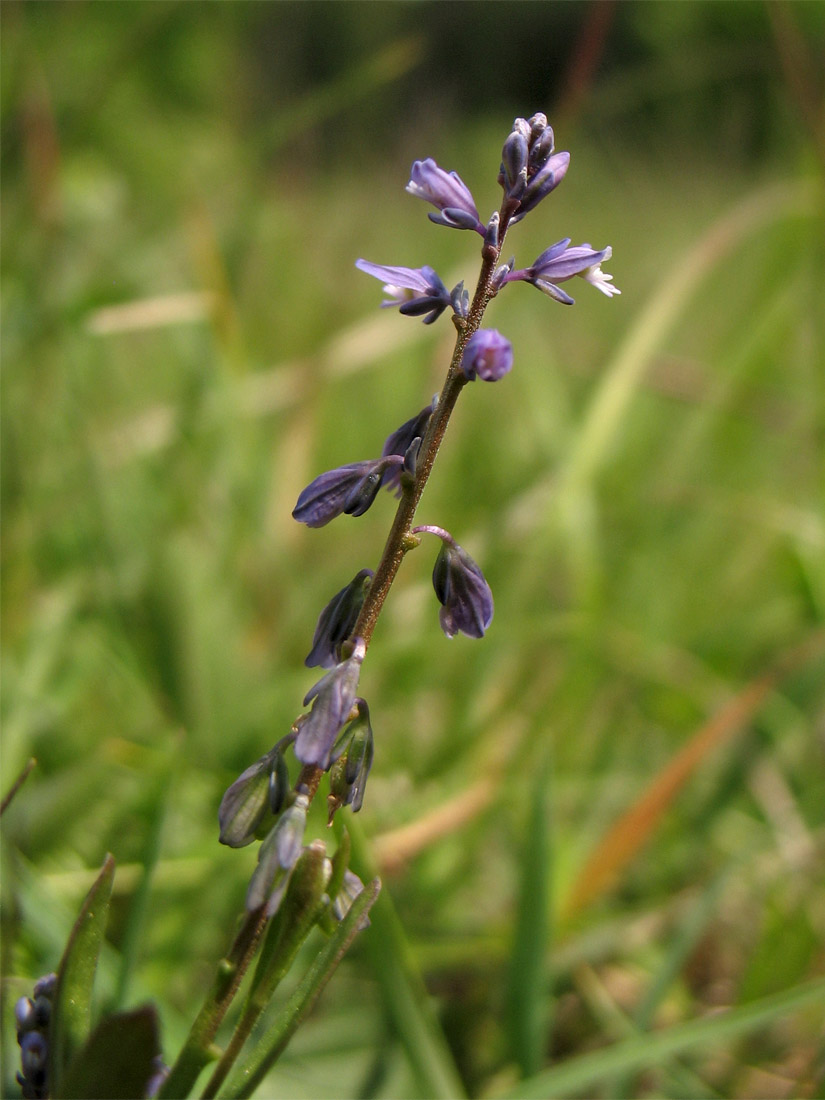 Image of Polygala amarella specimen.