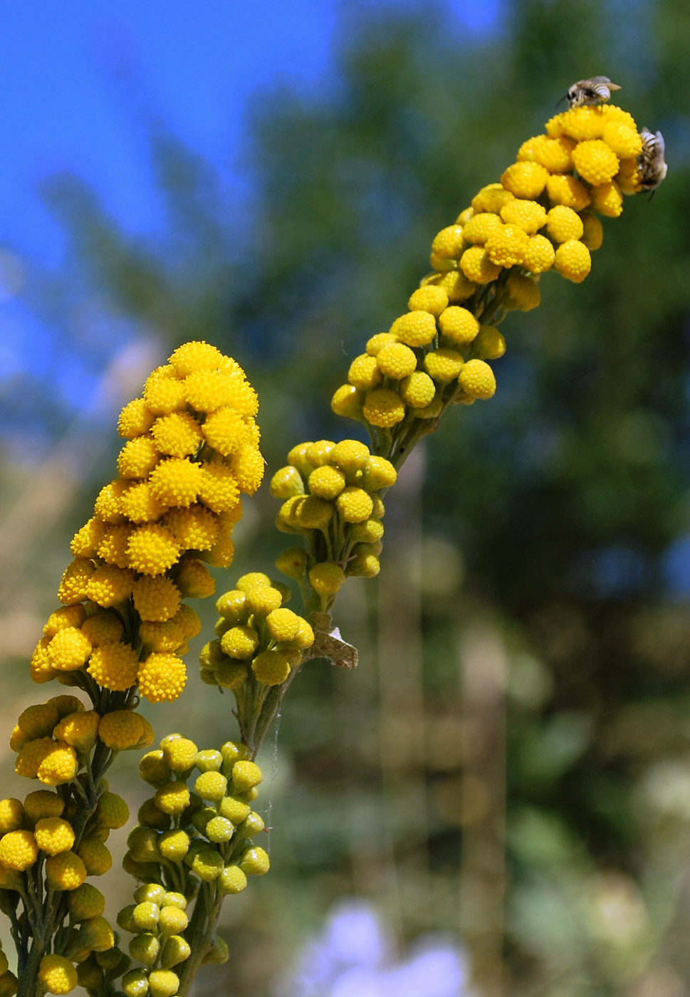 Изображение особи Lepidolopsis turkestanica.