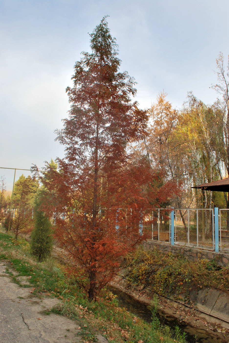 Изображение особи Metasequoia glyptostroboides.