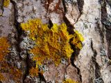 Xanthoria parietina