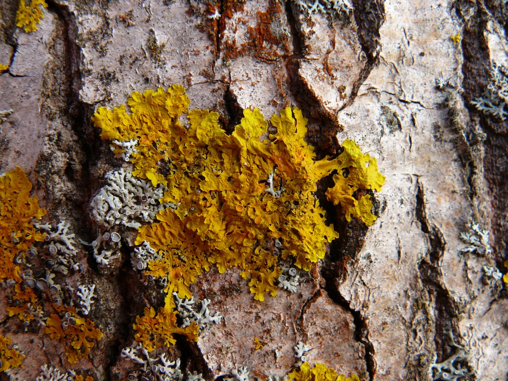 Image of Xanthoria parietina specimen.