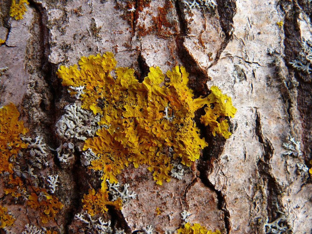 Изображение особи Xanthoria parietina.