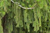 Picea abies