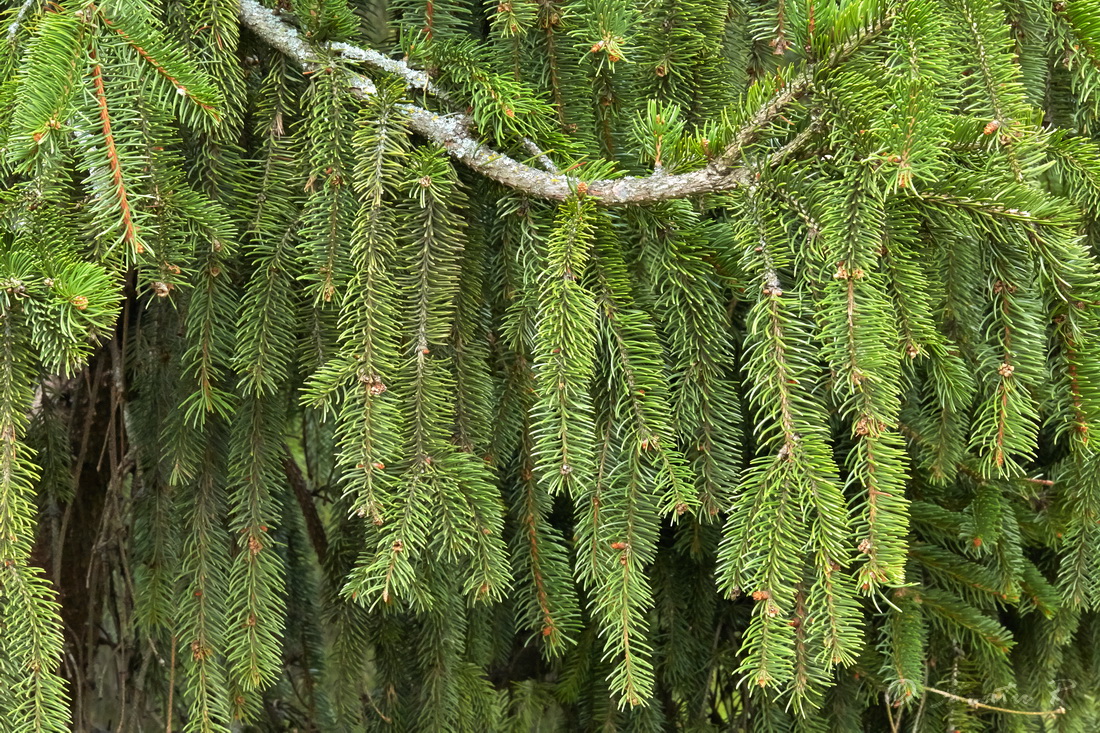 Image of Picea abies specimen.