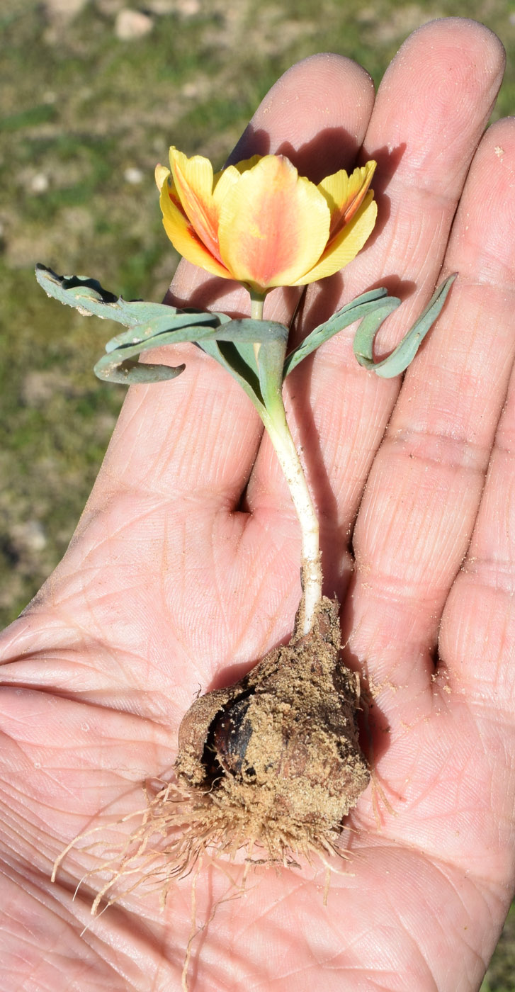Image of Tulipa korolkowii specimen.