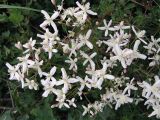 Clematis lathyrifolia