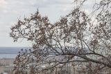 Ulmus laevis. Ветвь цветущего дерева. Саратов. 16.04.2017.