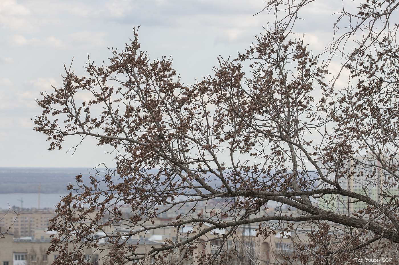 Изображение особи Ulmus laevis.