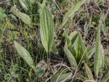Plantago urvillei. Вегетирующие растения. Ростовская обл., Усть-Донецкий р-н, окр. станицы Раздорская, степной склон правого коренного берега р. Дон. 30.04.2017.