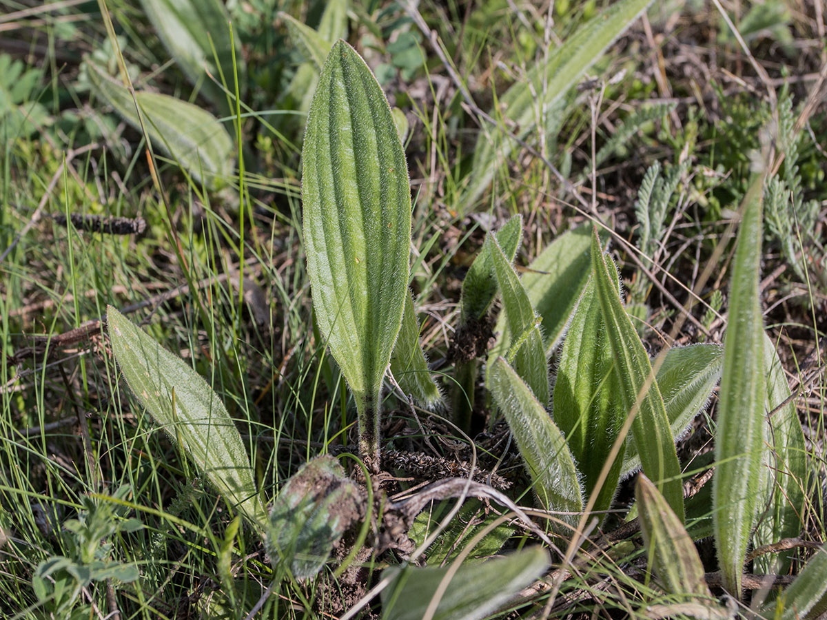 Image of Plantago urvillei specimen.