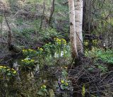 Caltha palustris