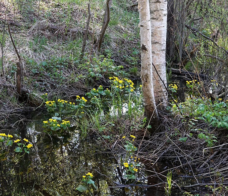 Изображение особи Caltha palustris.