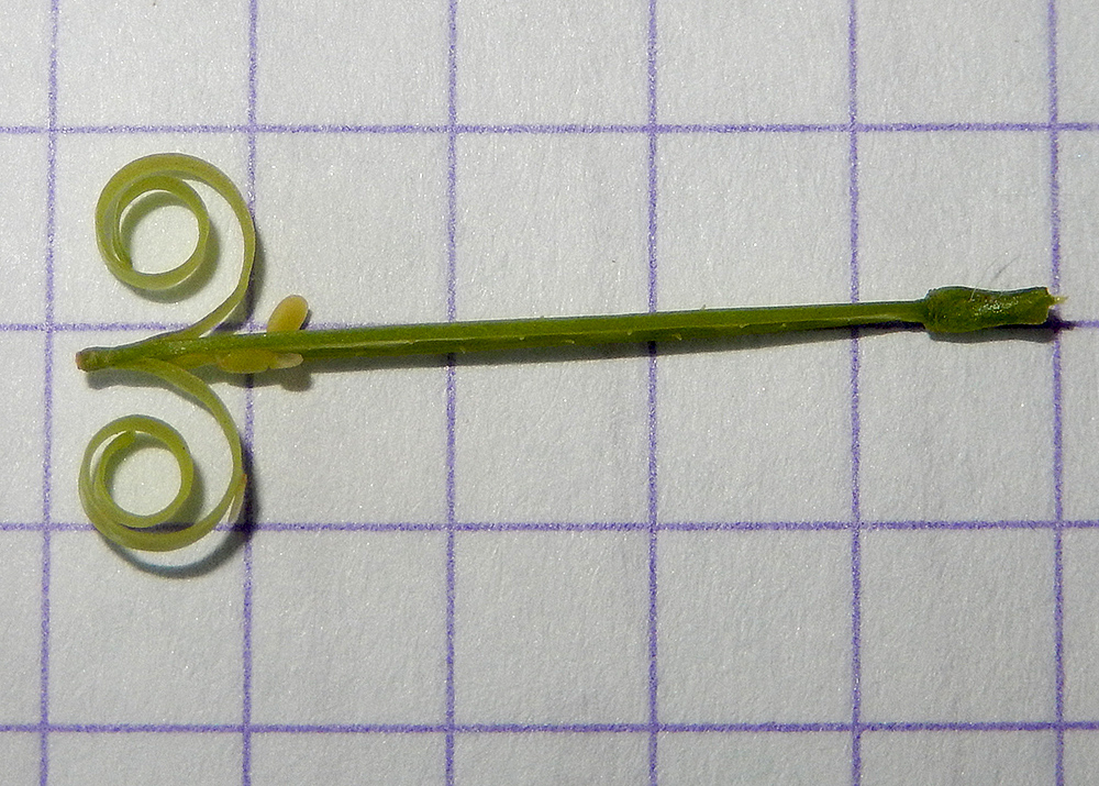 Image of Cardamine hirsuta specimen.