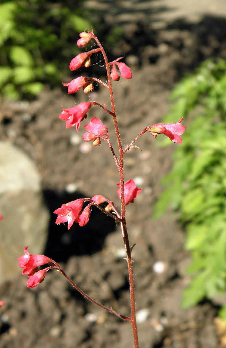 Изображение особи Heuchera sanguinea.