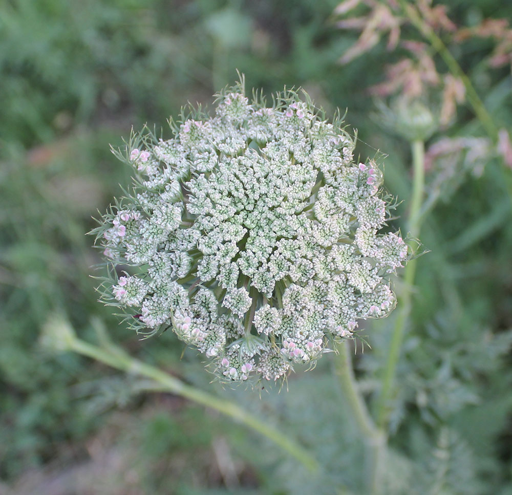 Image of Daucus carota specimen.