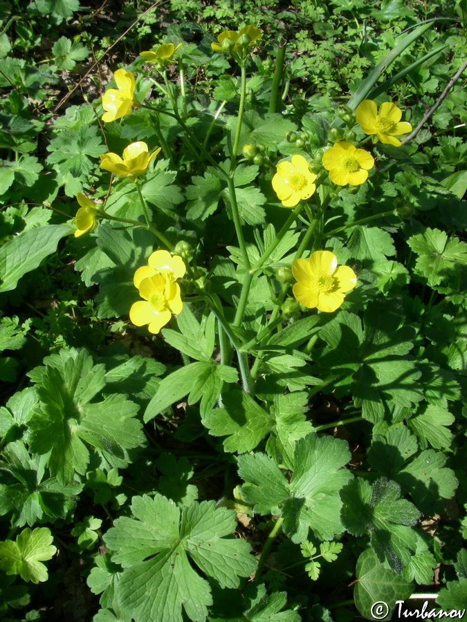 Изображение особи Ranunculus constantinopolitanus.