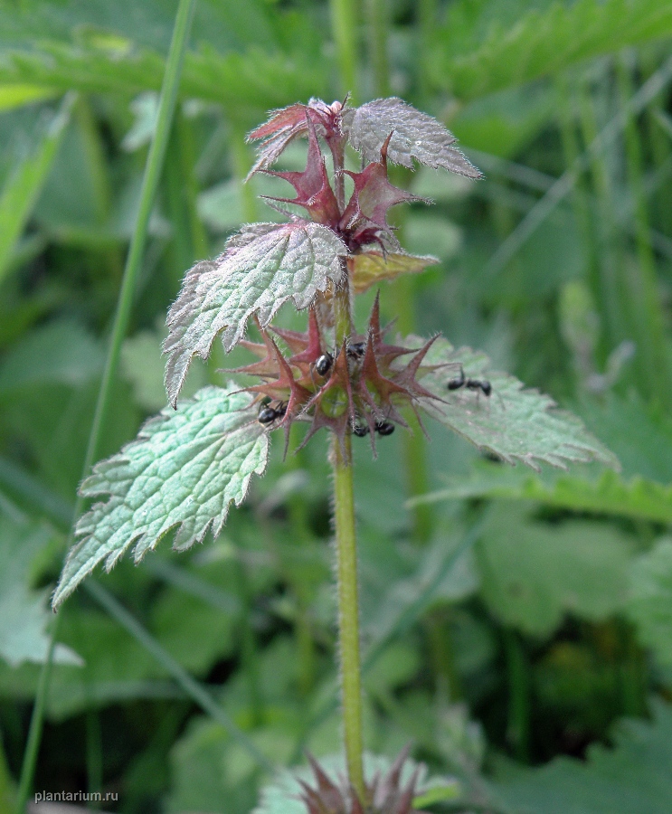 Image of Lamium maculatum specimen.