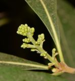 Bontia daphnoides