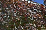 Prunus cerasifera разновидность pissardii. Ветви с плодами.Крым, Карадагский заповедник, биостанция, парк. 21.06.2017.