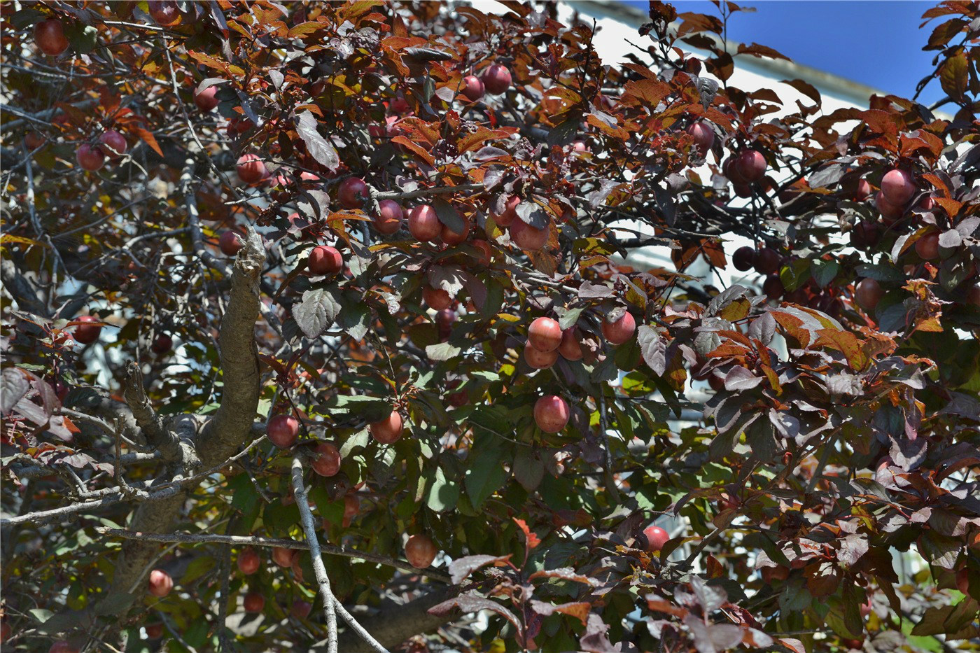 Image of Prunus cerasifera var. pissardii specimen.