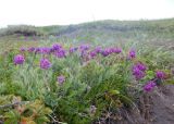 Oxytropis erecta. Цветущие растения. Камчатский край, Петропавловск-Камчатский городской округ, Халактырский пляж, берег Авачинского залива, устье реки Халактырка, приморский луг на террасе. 18.06.2017.