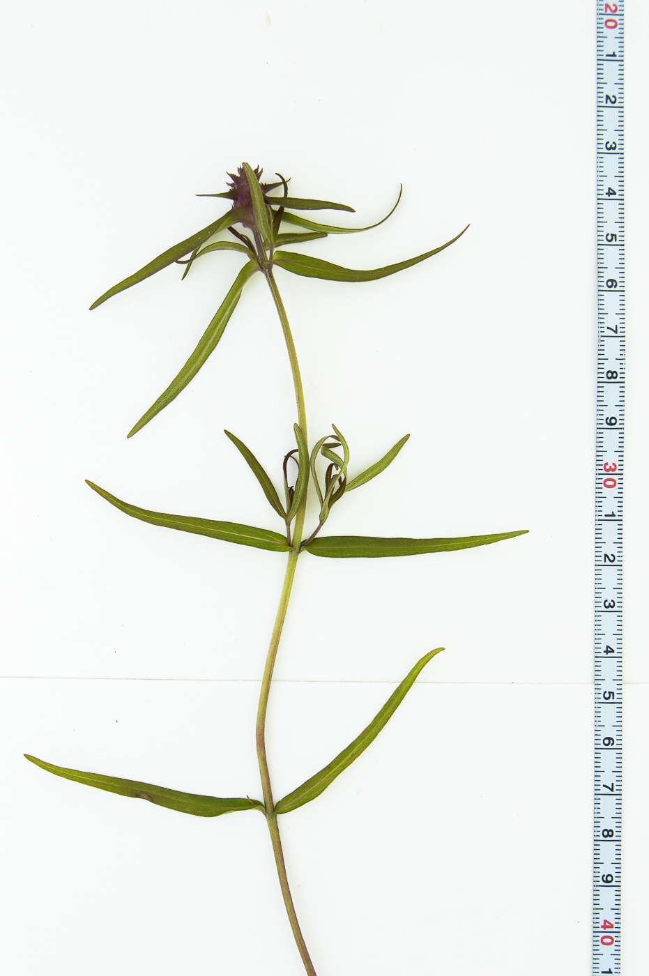 Image of Melampyrum cristatum specimen.