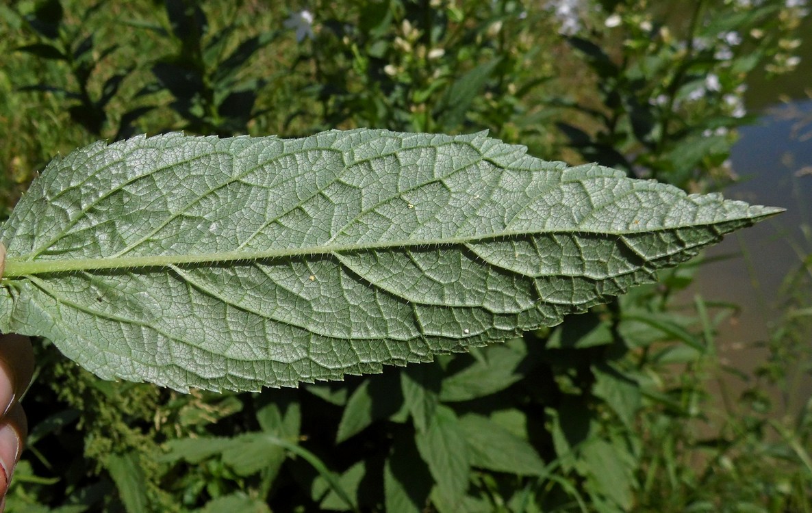 Изображение особи Gadellia lactiflora.