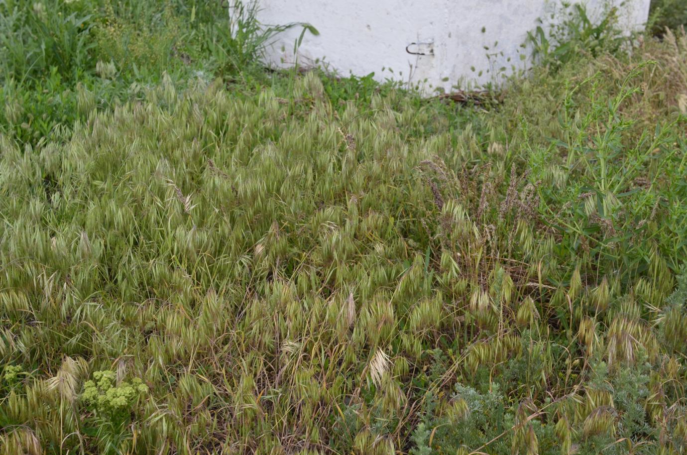 Image of Anisantha tectorum specimen.