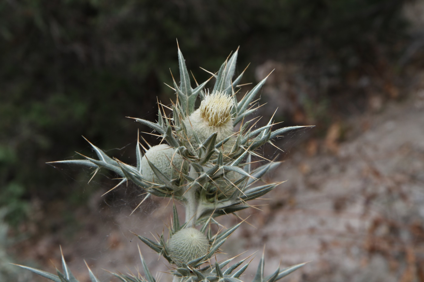 Изображение особи Cirsium turkestanicum.