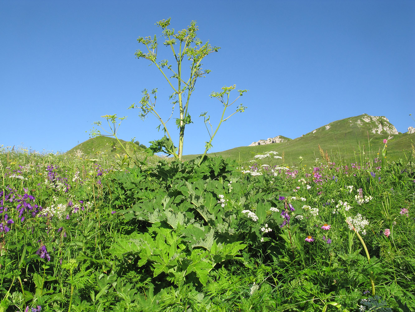 Image of Angelica tatianae specimen.