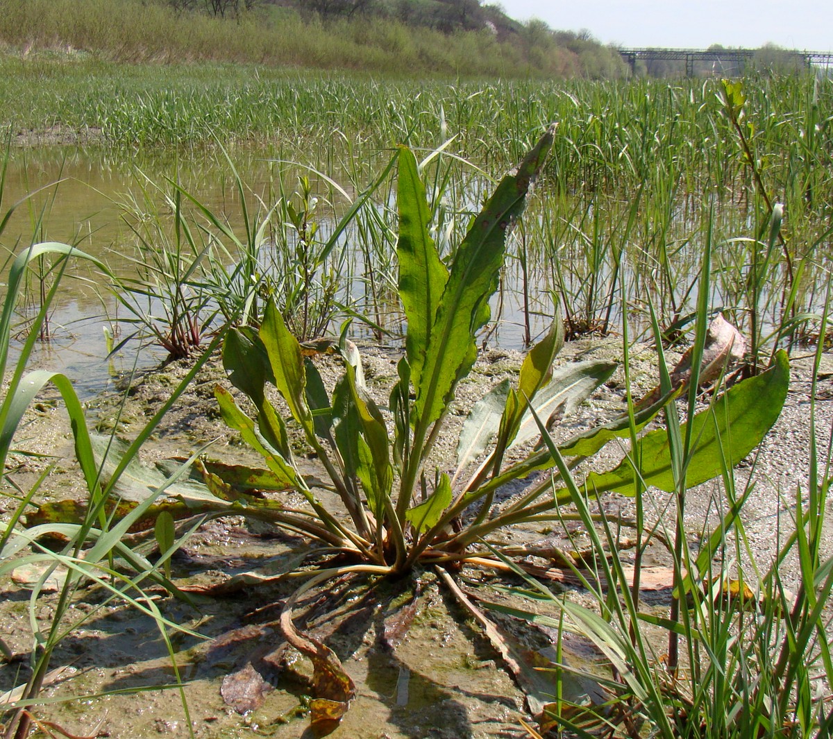 Image of genus Rumex specimen.