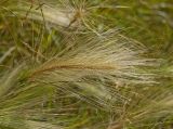 Hordeum jubatum