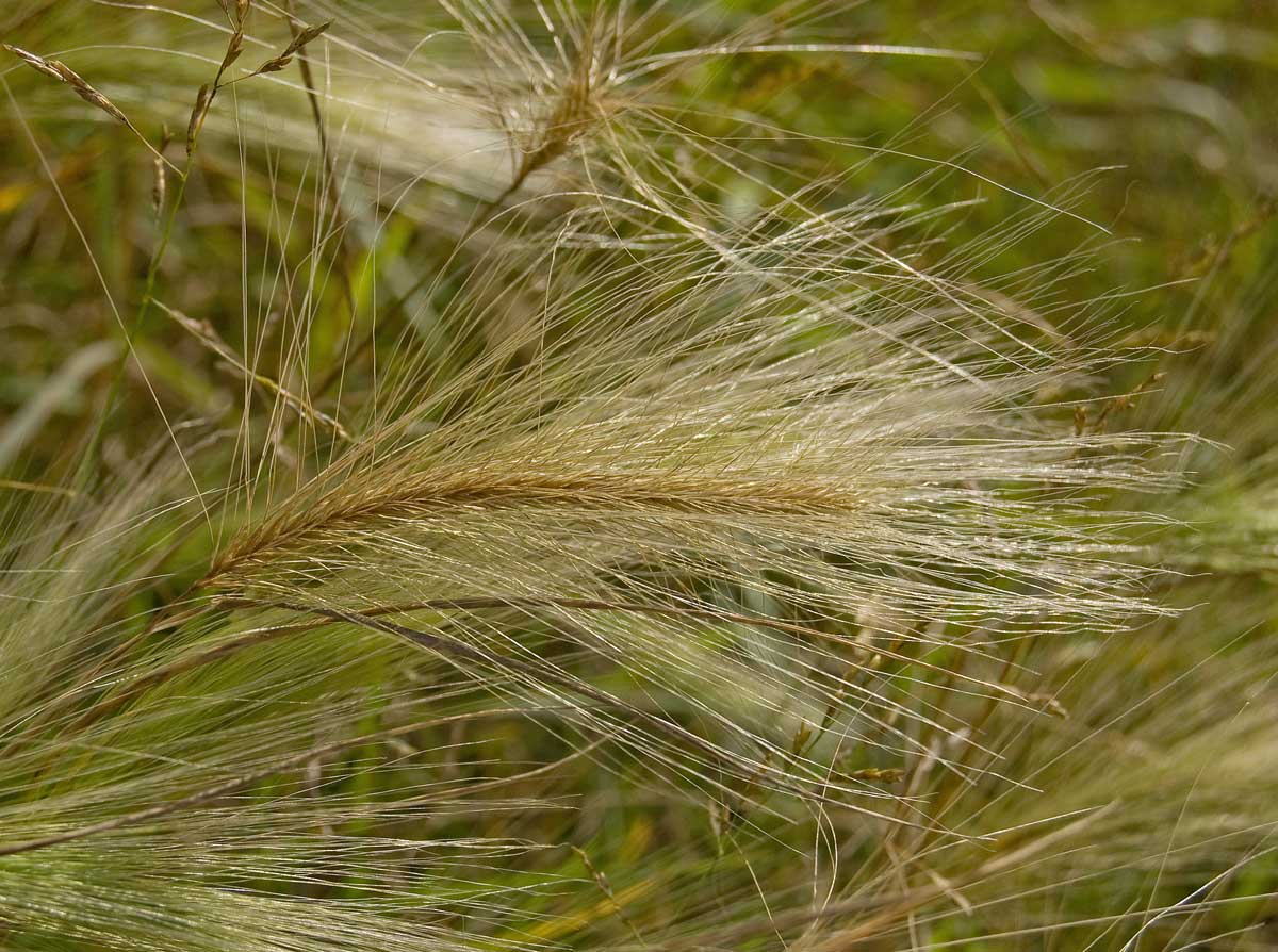 Image of Hordeum jubatum specimen.