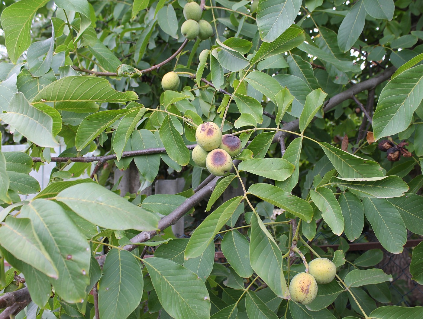 Image of Juglans regia specimen.