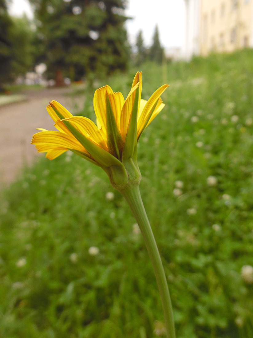 Image of Tragopogon pratensis specimen.