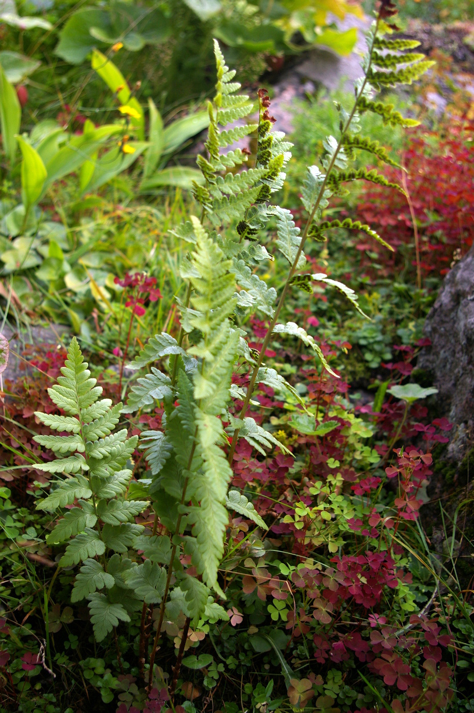 Image of Dryopteris cristata specimen.