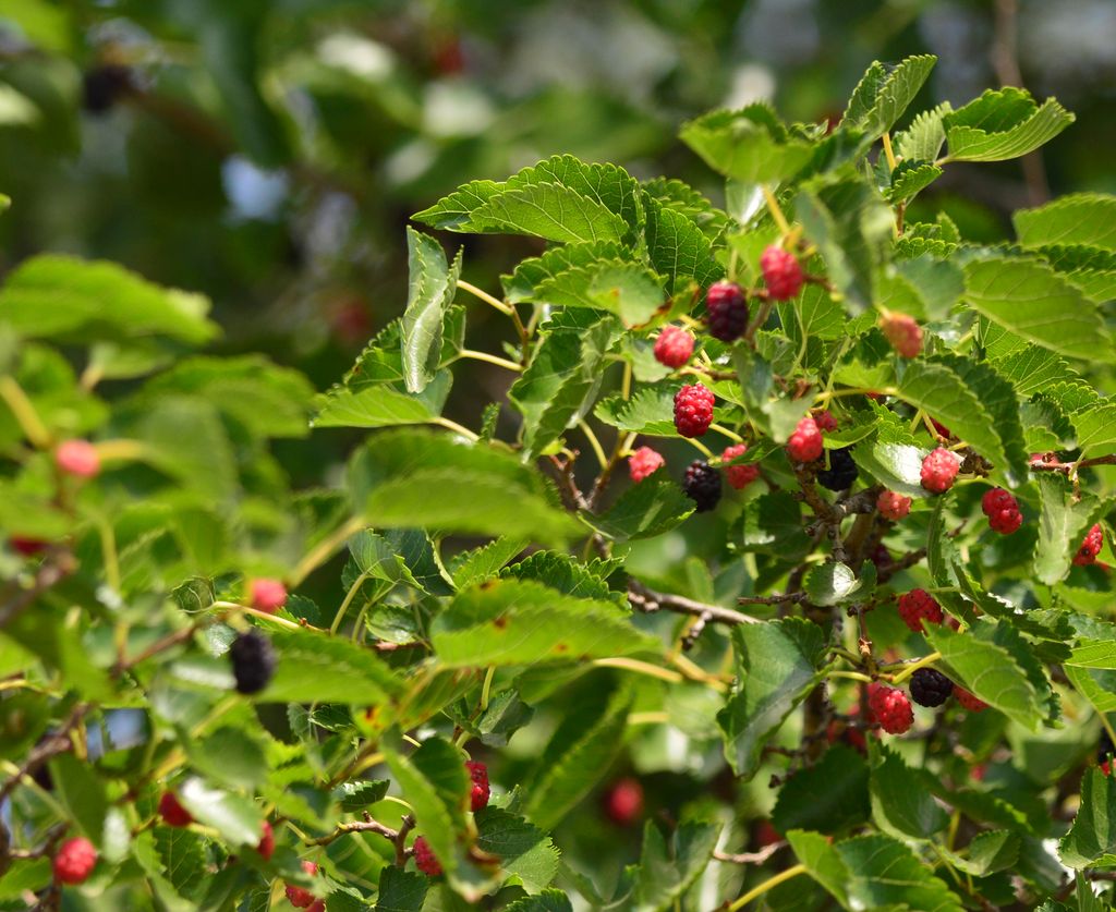 Изображение особи Morus alba.