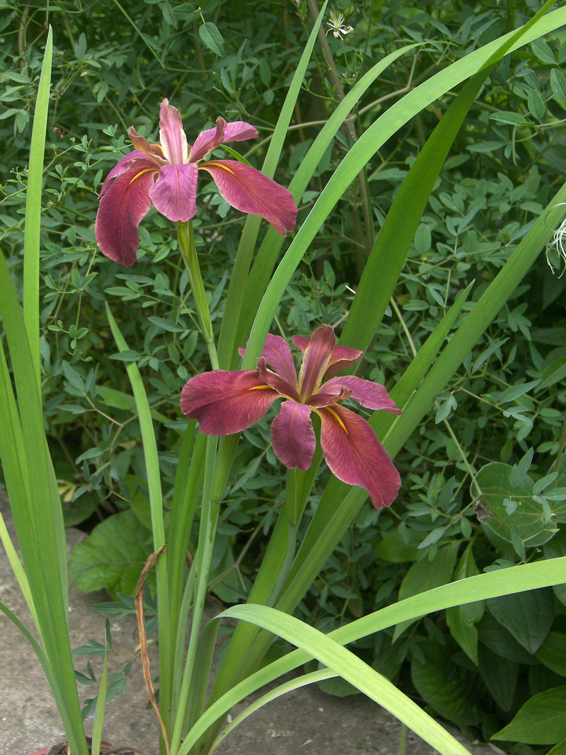 Изображение особи Iris × violipurpurea.