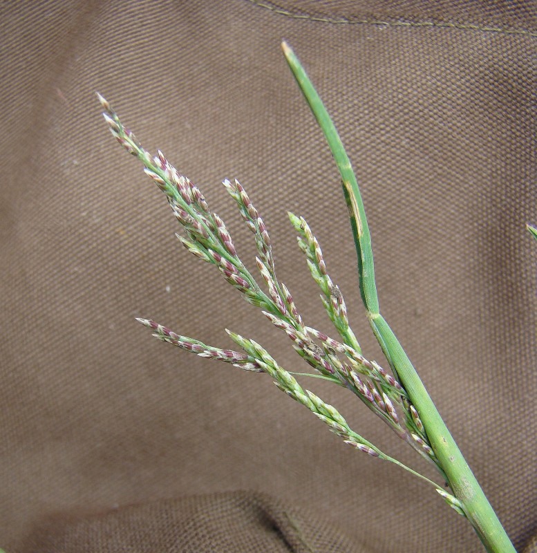 Image of Puccinellia distans specimen.