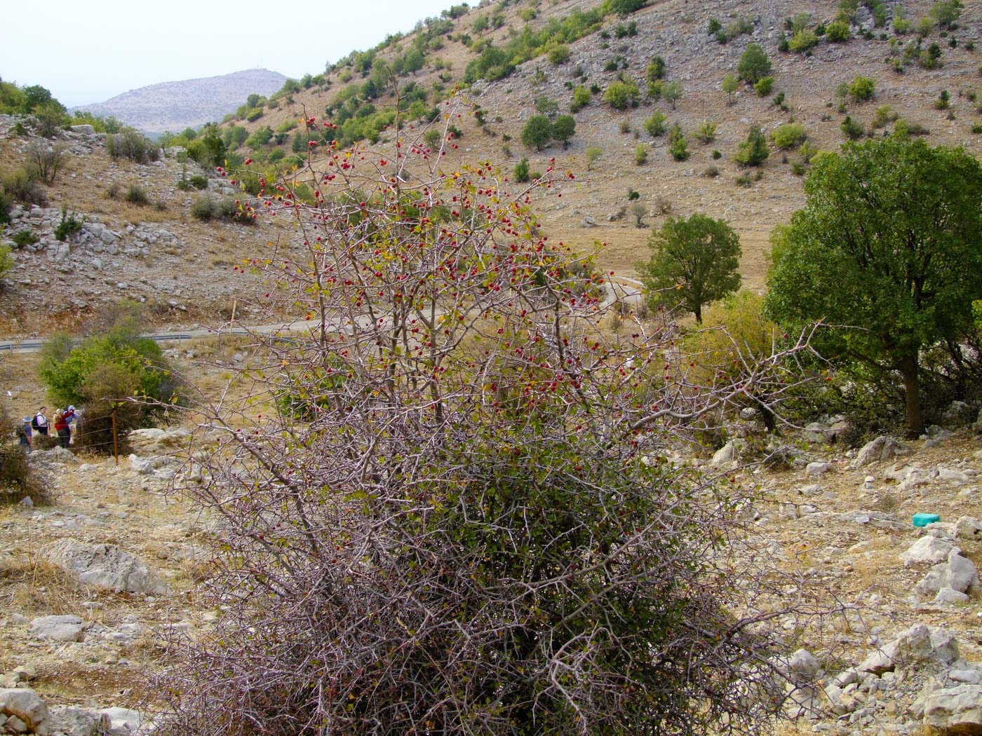 Image of Crataegus &times; sinaica specimen.