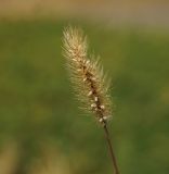 Setaria viridis