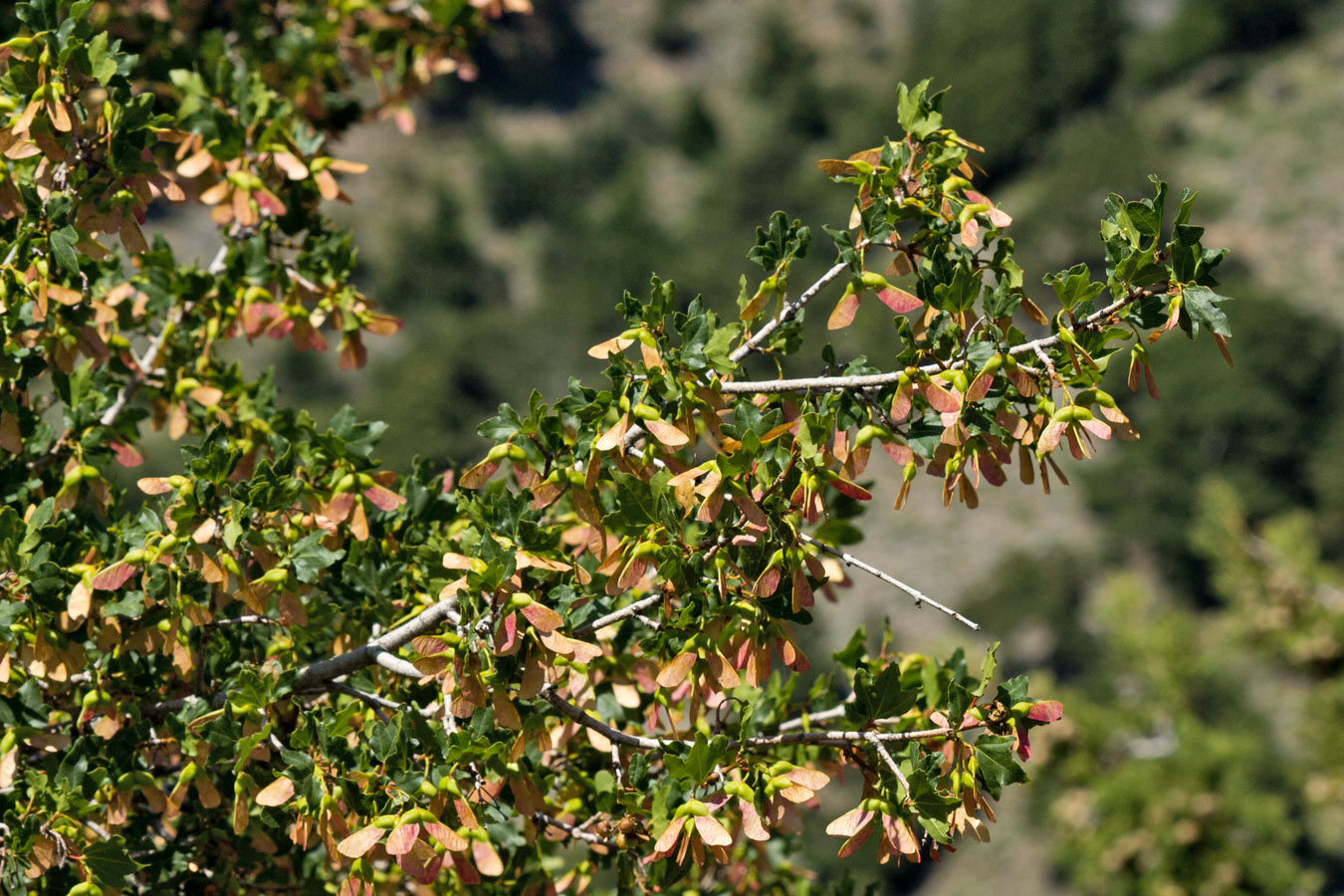 Изображение особи Acer sempervirens.