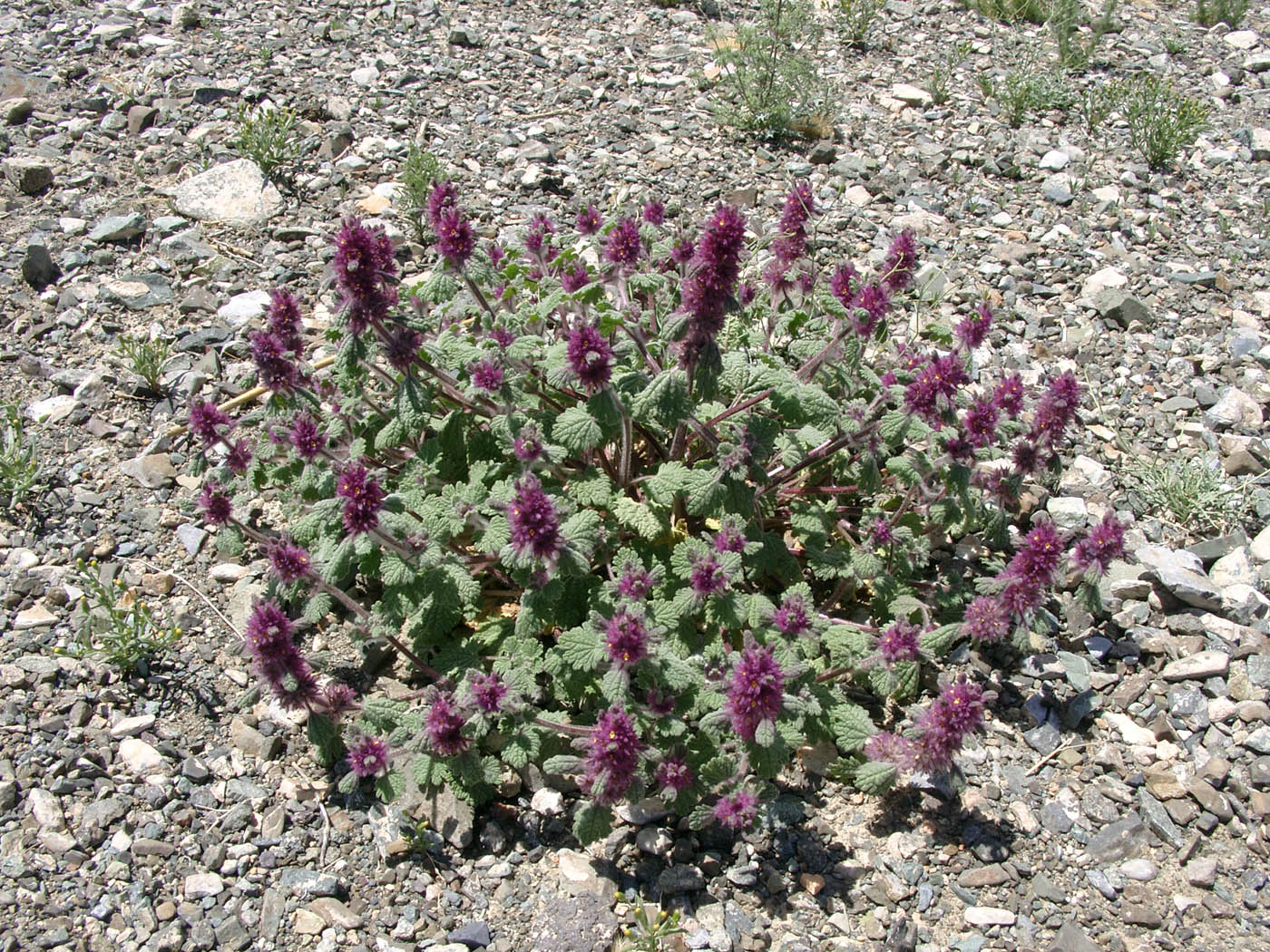 Image of Lagopsis darwiniana specimen.