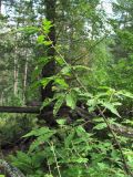 Euonymus verrucosus. Верхушка ветви плодоносящего растения с повреждёнными листьями. Кабардино-Балкария, Эльбрусский р-н, окр. пос. Эльбрус, ок. 1850 м н.у.м., лес. 24.08.2017.