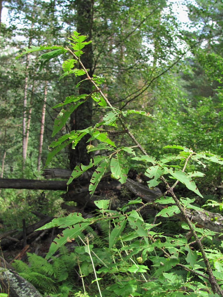 Image of Euonymus verrucosus specimen.