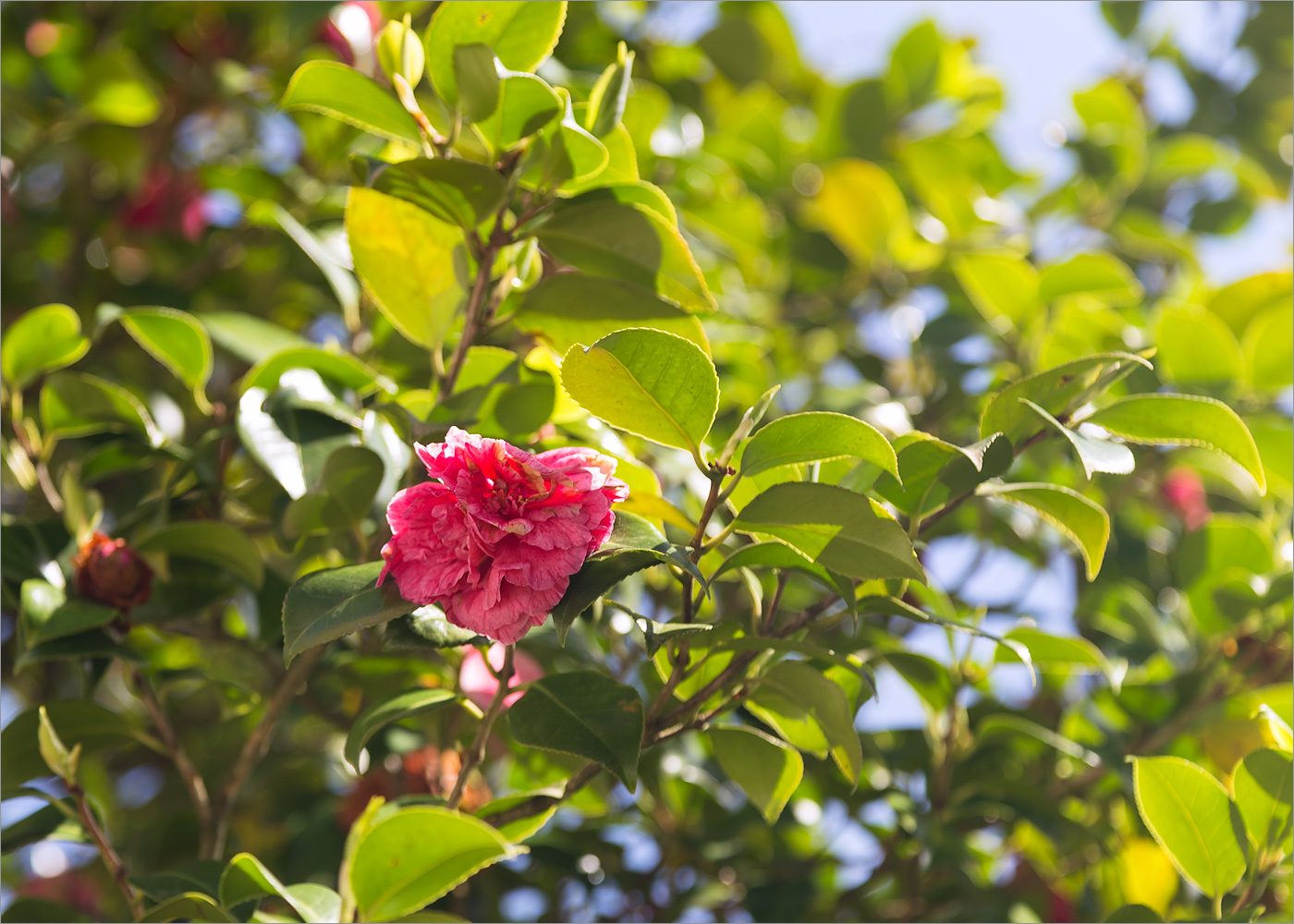 Image of Camellia japonica specimen.