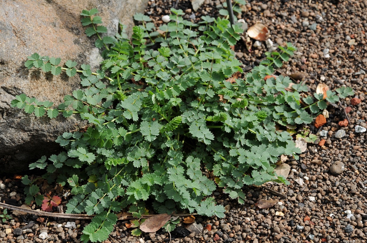 Изображение особи Sanguisorba occidentalis.