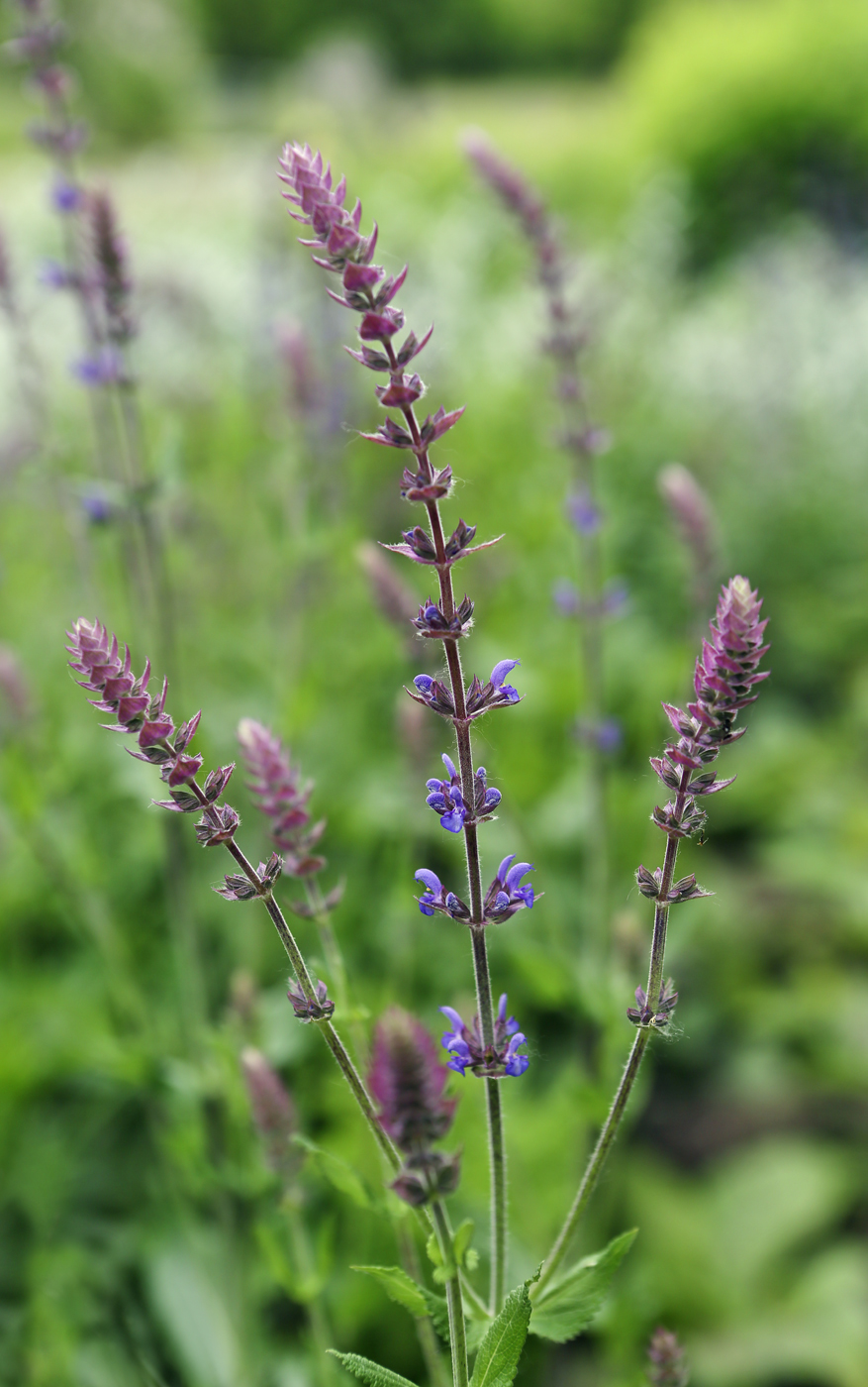 Image of Salvia tesquicola specimen.