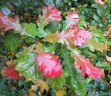 Quercus macrocarpa. Листья, частично принявшие осеннюю окраску. Московская обл., в культуре. 15 октября 2017 г.