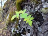 Rubus matsumuranus. Растение в скальной расщелине. Свердловская обл., окр. г. Североуральск, скалы Три Брата. 01.10.2017.